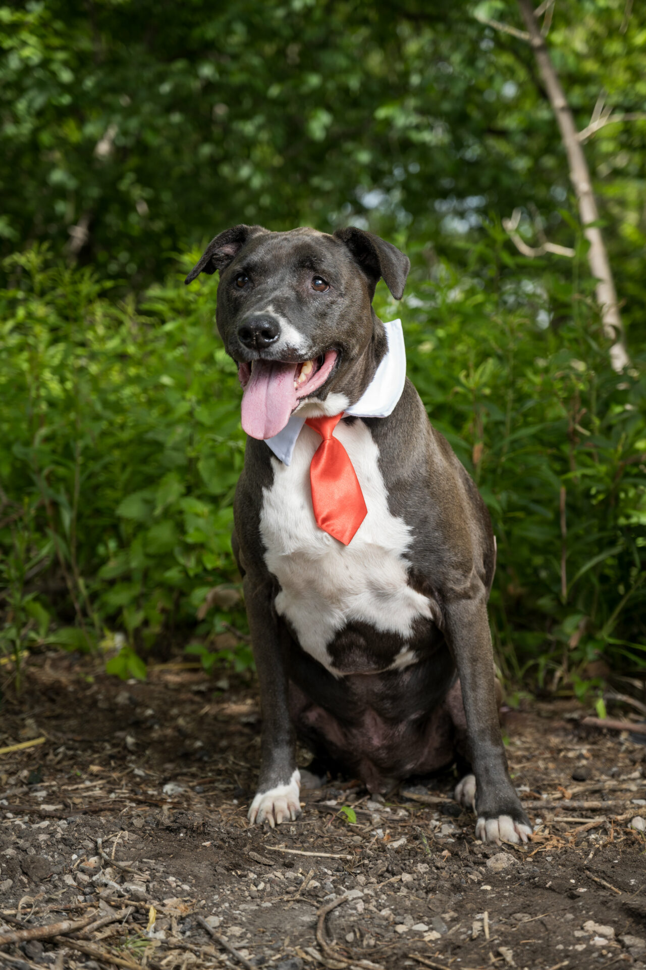 Keeper - Office Dog